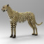 Cheetah