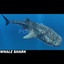 Whale Shark