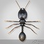 Big-Headed Ant