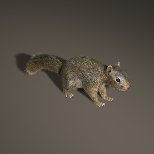 Squirrel (FUR)