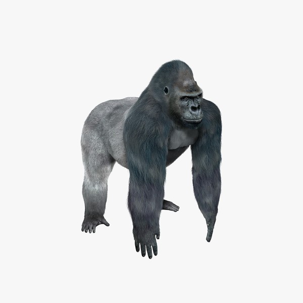 Gorilla (2) (FUR)