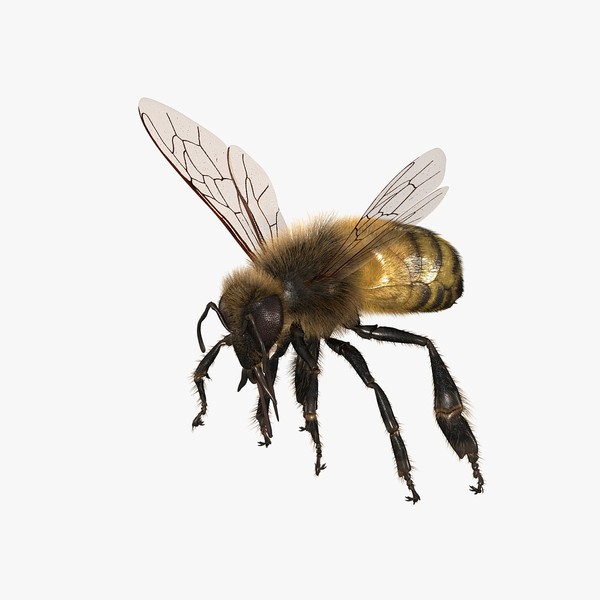 honey bee 3d model - Honey Bee by Massimo Righi
