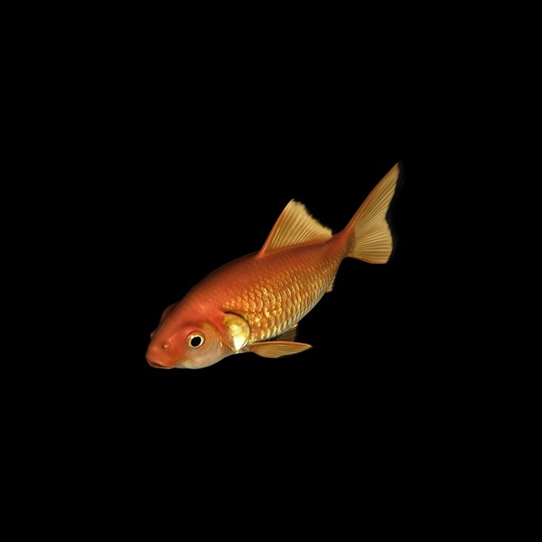 Goldfish
