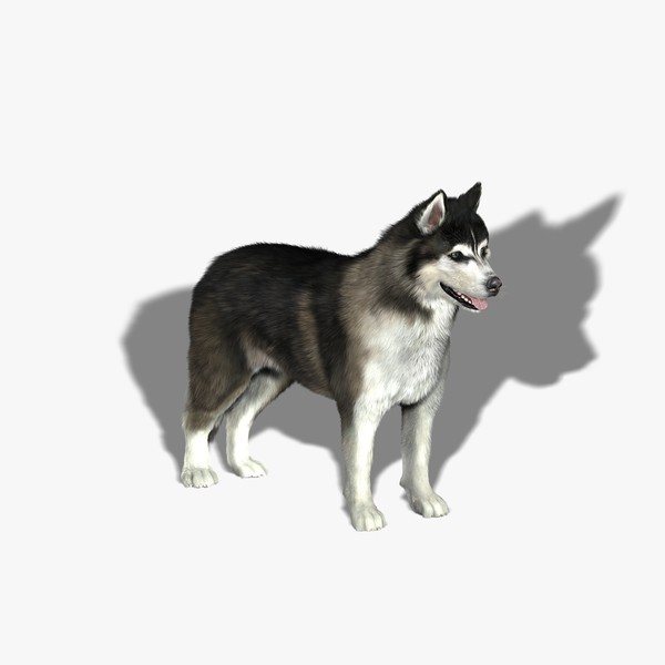 obj siberian husky fur - Siberian Husky (FUR) by Massimo Righi