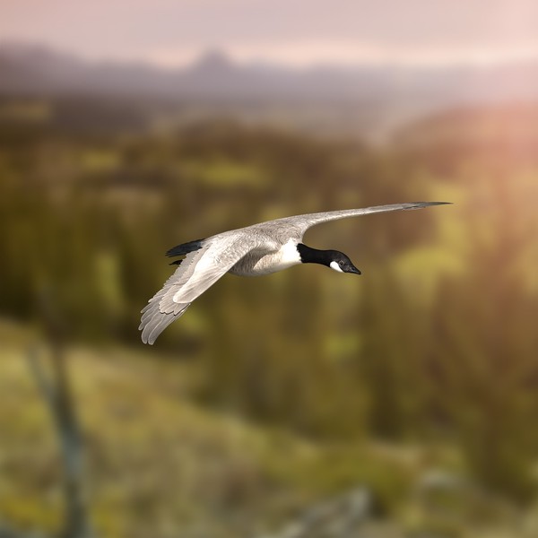 Goose