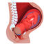 Childbirth sequence cross sections collection
