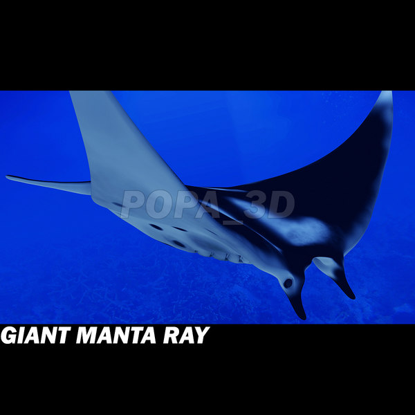 Giant Manta Ray 3D Models
