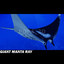 Giant Manta Ray