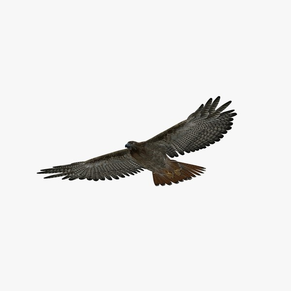 Hawk