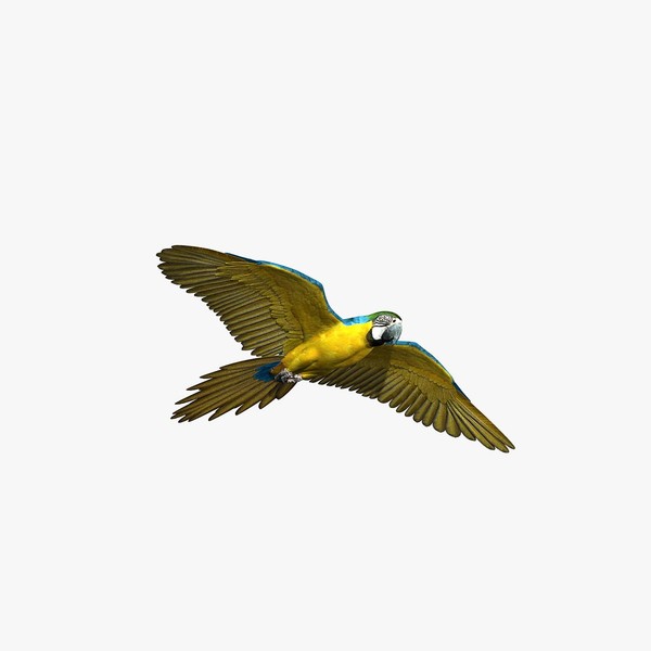 Parrot (2)
