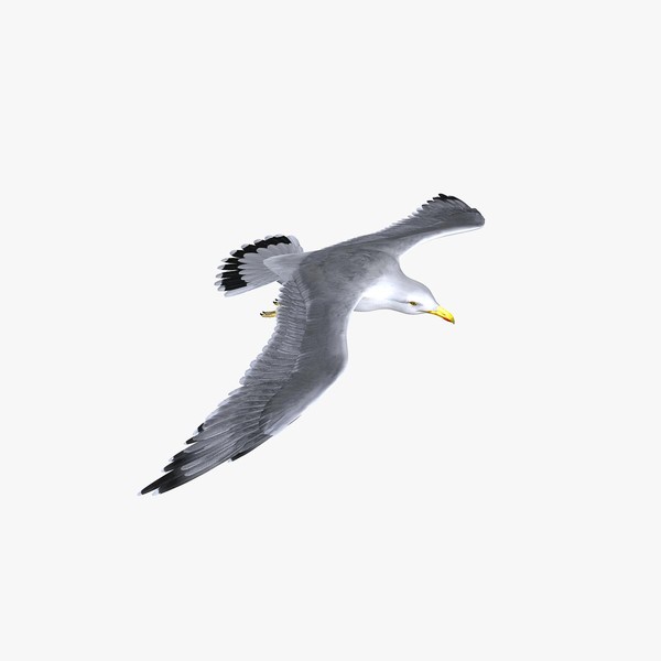 Seagull