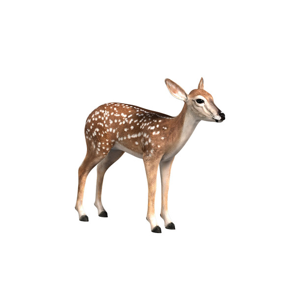 Fawn (ANIMATED)