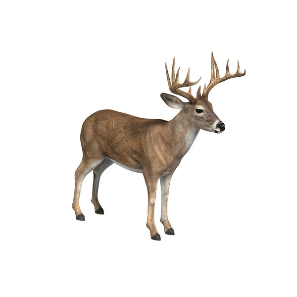 Deer