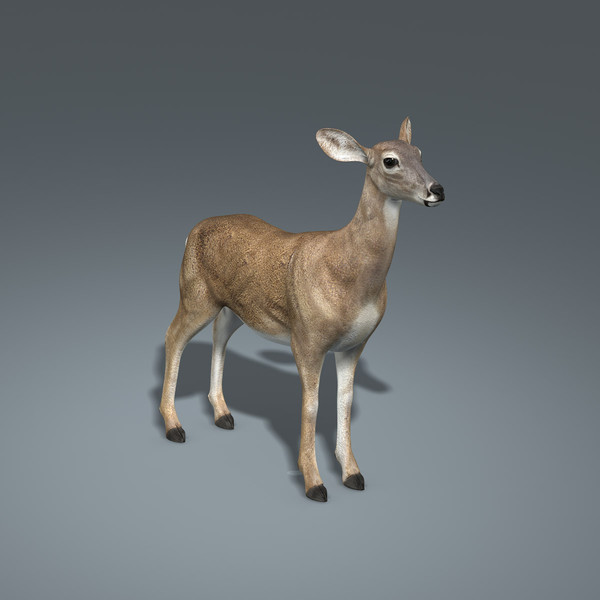 Doe