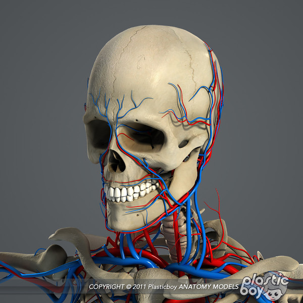 3d model medically circulatory skeletal - Circulatory Skeletal System Anatomy V04 (Textured) by plasticboy