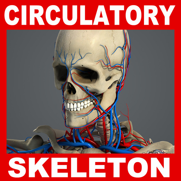 3d model medically circulatory skeletal - Circulatory Skeletal System Anatomy V04 (Textured) by plasticboy