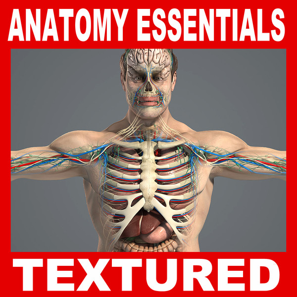 Male Anatomy Pack Essentials V04 (Textured) 3D Models