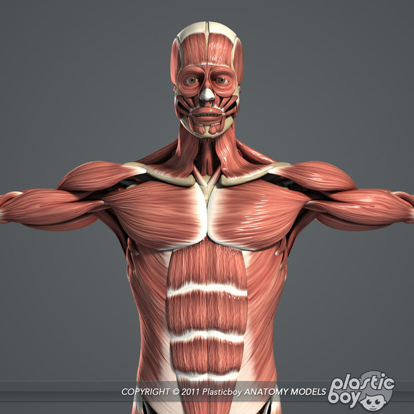 medically muscular skeletal 3d model - Muscular & Skeletal System Anatomy V04 (Textured) by plasticboy