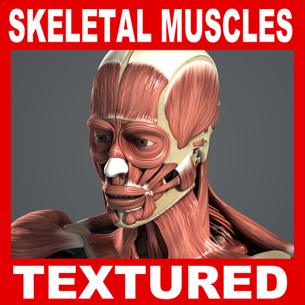 medically muscular skeletal 3d model - Muscular & Skeletal System Anatomy V04 (Textured) by plasticboy