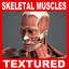 Muscular & Skeletal System Anatomy V04 (Textured)