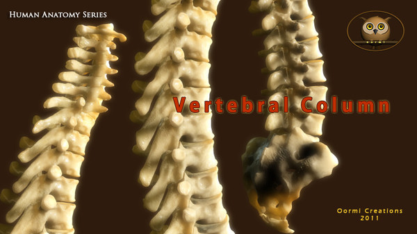 3d vertebral column human vertebra model - Human Vertebral Column by oormicreations