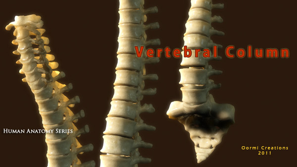3d vertebral column human vertebra model - Human Vertebral Column by oormicreations