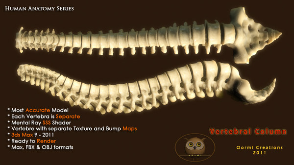 3d vertebral column human vertebra model - Human Vertebral Column by oormicreations