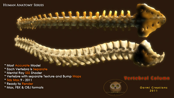 3d vertebral column human vertebra model - Human Vertebral Column by oormicreations