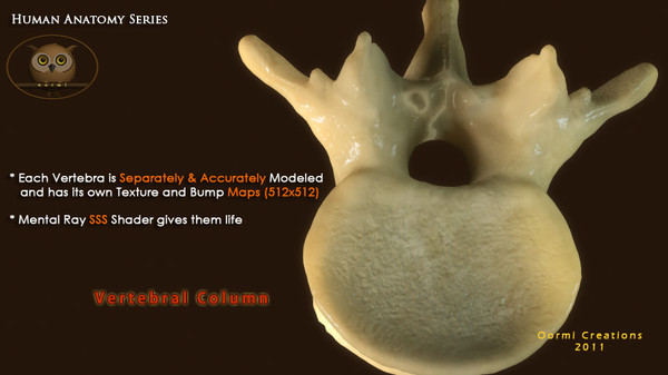 3d vertebral column human vertebra model - Human Vertebral Column by oormicreations