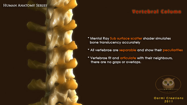 3d vertebral column human vertebra model - Human Vertebral Column by oormicreations