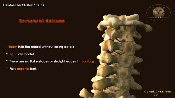 3d vertebral column human vertebra model - Human Vertebral Column by oormicreations