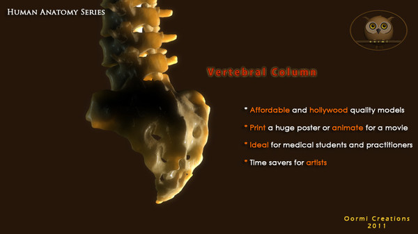 3d vertebral column human vertebra model - Human Vertebral Column by oormicreations