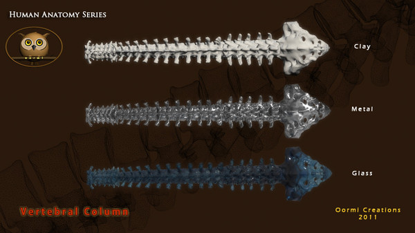 3d vertebral column human vertebra model - Human Vertebral Column by oormicreations