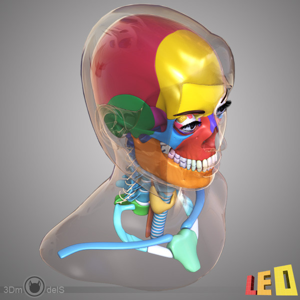 female head anatomy eye 3d model - Female Head Anatomy by leo3Dmodels