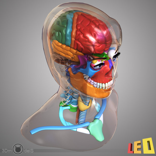 female head anatomy eye 3d model - Female Head Anatomy by leo3Dmodels