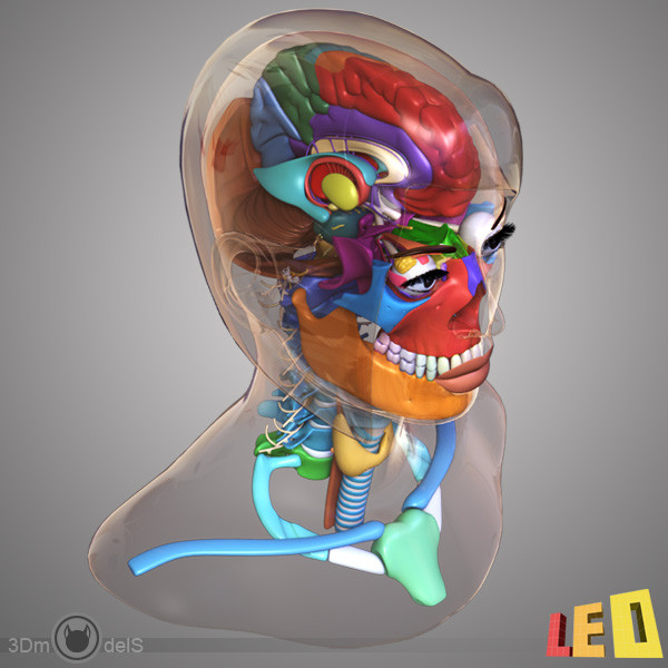 female head anatomy eye 3d model - Female Head Anatomy by leo3Dmodels