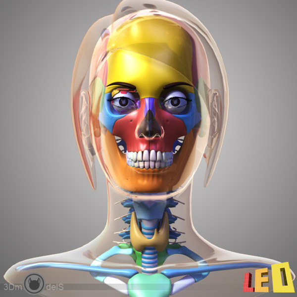 female head anatomy eye 3d model - Female Head Anatomy by leo3Dmodels