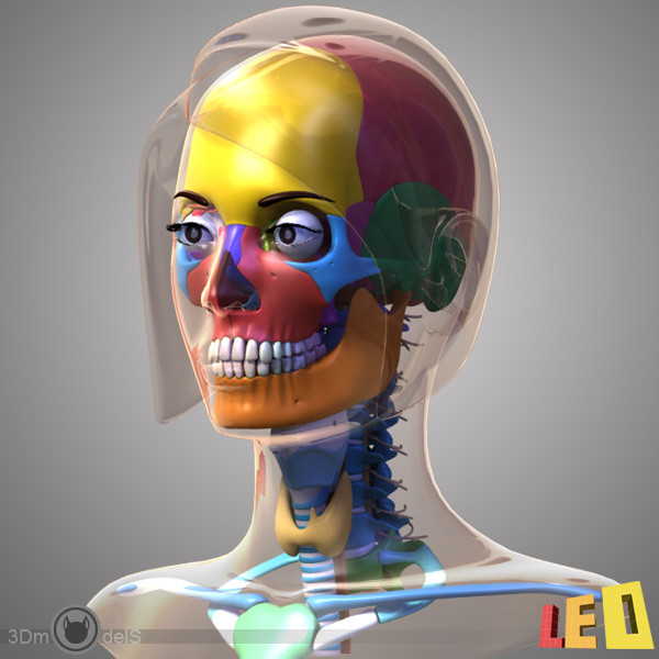 female head anatomy eye 3d model - Female Head Anatomy by leo3Dmodels