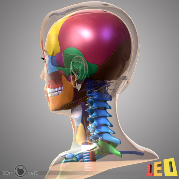 female head anatomy eye 3d model - Female Head Anatomy by leo3Dmodels