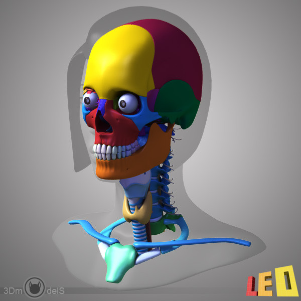female head anatomy eye 3d model - Female Head Anatomy by leo3Dmodels