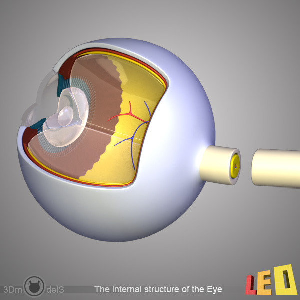 female head anatomy eye 3d model - Female Head Anatomy by leo3Dmodels