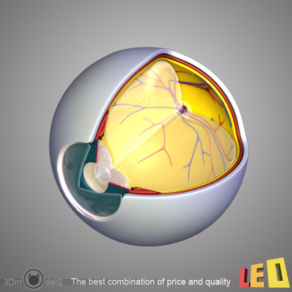 female head anatomy eye 3d model - Female Head Anatomy by leo3Dmodels