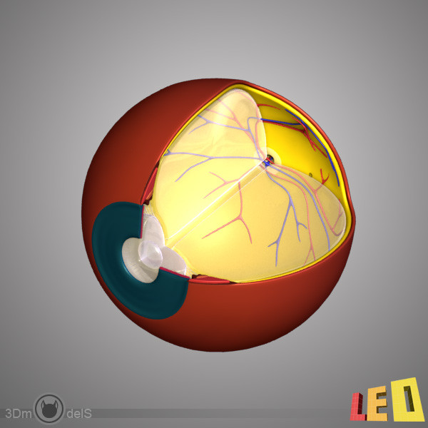 female head anatomy eye 3d model - Female Head Anatomy by leo3Dmodels