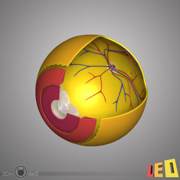female head anatomy eye 3d model - Female Head Anatomy by leo3Dmodels