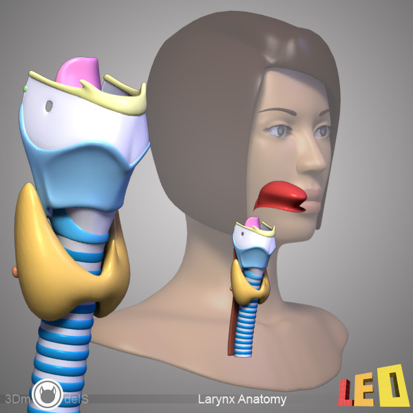 female head anatomy eye 3d model - Female Head Anatomy by leo3Dmodels