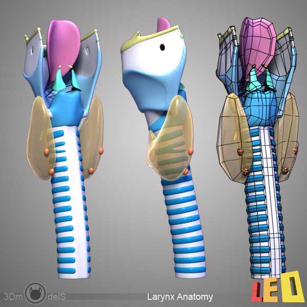 female head anatomy eye 3d model - Female Head Anatomy by leo3Dmodels