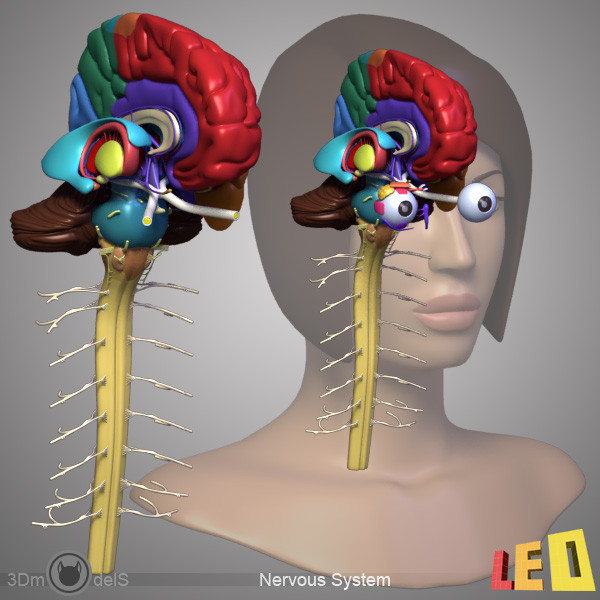 female head anatomy eye 3d model - Female Head Anatomy by leo3Dmodels