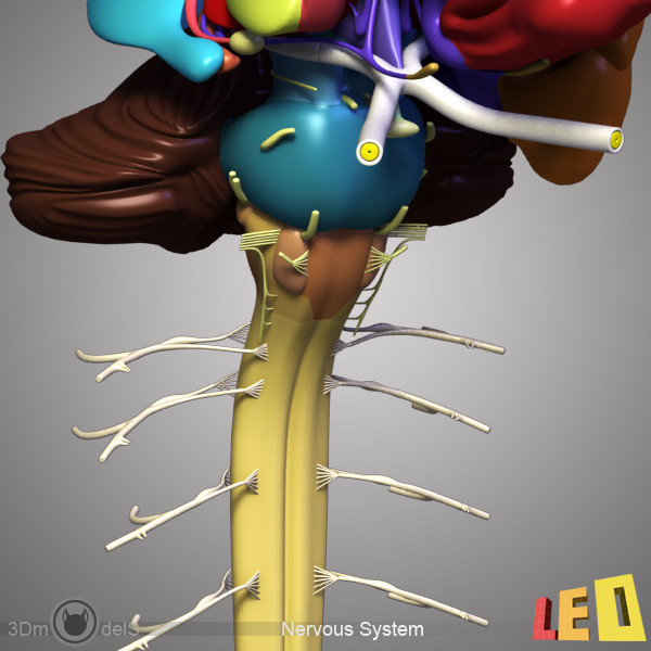 female head anatomy eye 3d model - Female Head Anatomy by leo3Dmodels