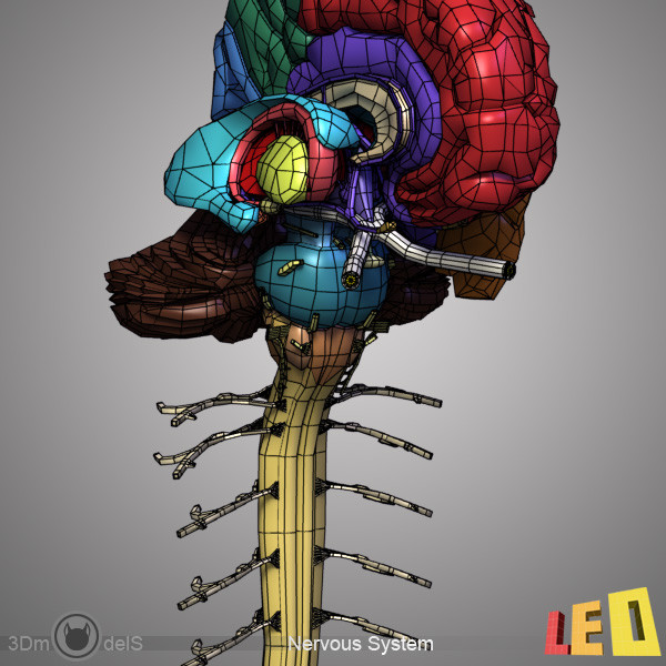 female head anatomy eye 3d model - Female Head Anatomy by leo3Dmodels