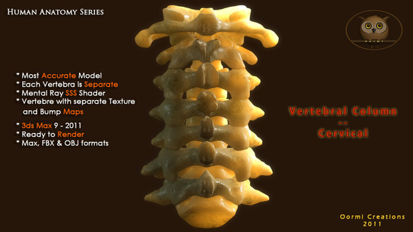 vertebral column cervical vertebra max - Vertebral Column Cervical by oormicreations